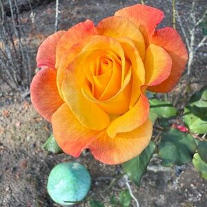 Meet your Posher, Belle